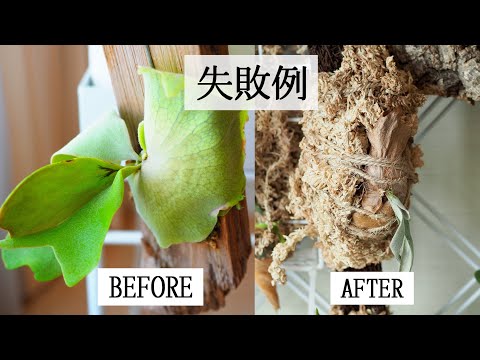 「枯れた植物」と「調子の良い植物」を紹介【ビカクシダ・アリ植物・サボテン】