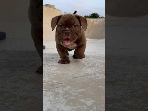 Bear mixed puppy