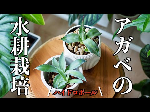 【アガベ】水耕栽培＆ココチップの成長記録【土では無いモノで植える】