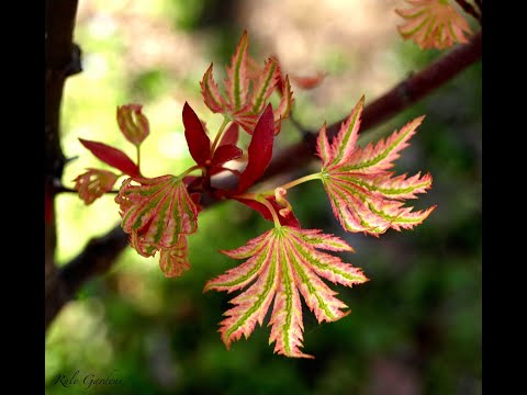 Acer palmatum 'Higasayama' Japanese Maple