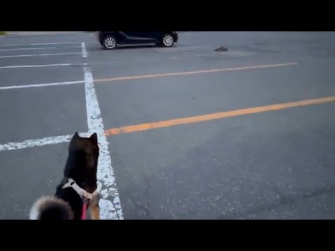 【ビビりの極み】子猫に遭遇してちょっとパニックになった黒柴タケル。