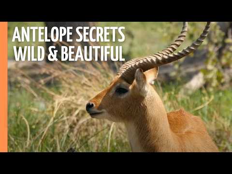 Antelope Adventures: Horns, Hues, and Hidden Treasures | Full Episode