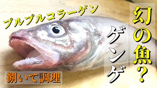 幻の魚、ゲンゲを仕入れたので、捌いて煮付けとゲンゲ鍋にして食べてみました