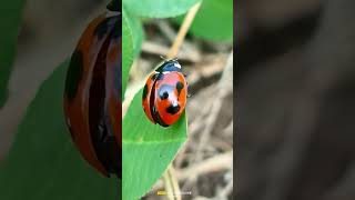 ladybird 🐞🥰 #shortsvideo #ladybirdloves