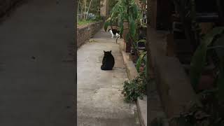 Who da boss o this block? 🐈‍⬛#cats #blackcatsrule #vs #gocats #catshorts #cat #catvideos #slowwalk