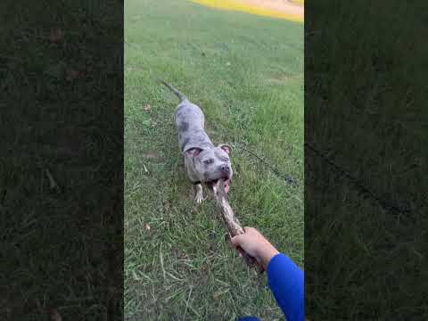 Papa is sorry Mona 😢😢 #fyp #americanbully #shortsviral #father #training #shortsviral