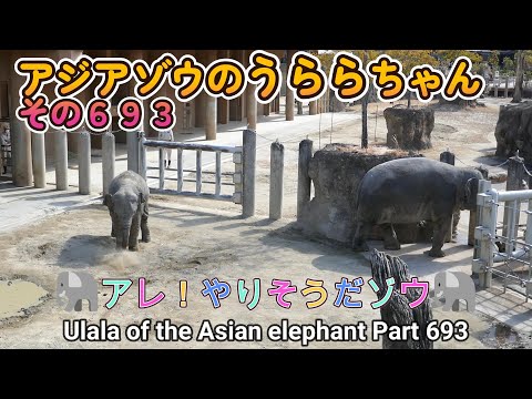 アジアゾウのうららちゃん（６９３）🐘アレ！やりそうだゾウ🐘（東山動植物園）Ulala of the Asian elephant Part 693