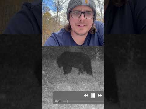 This Bear is Destroying My Trail Cameras! #bear #blackbear #trailcamera #wilderness