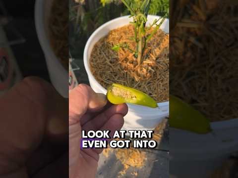 Pepper plant eaten 😱 Here’s how to fix it #garden #homegardening #gardening #shorts