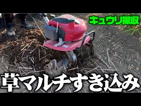 【キュウリの後作ひろちゃんおススメ！】草マルチをバリバリ耕うん機ですき込み【キュウリ】【ニュースターローター】【ミラクルローター】【ブロッコロー】【ニンニク】