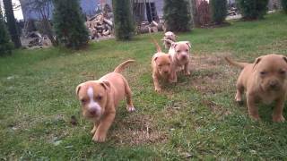 Red Nose Pit Bull puppy