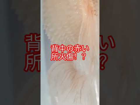 [金魚]　金魚の難病　松かさ病　前の投稿〜５日膨らみが少し小さくなった用な気がします😂気のせいかなぁー😂