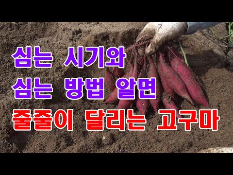 [많이 달리는 텃밭 고구마 2부]줄줄이 달리는 고구마 심는 시기와 심는 방법