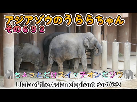 アジアゾウのうららちゃん（６９２）🐘ちょっとだけスイッチオンだゾウ🐘（東山動植物園）Ulala of the Asian elephant Part 692