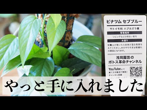 【観葉植物】セブブルーの植え替え＆支柱仕立て＆育て方【浅岡園芸さん】