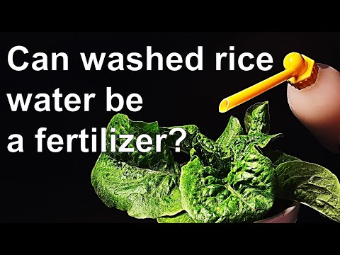 Can washed rice water be a fertilizer?｜Gardening idea #13 Washed rice water｜Eng Sub