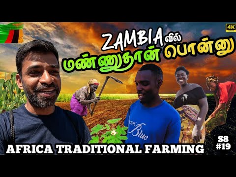 🌽தோட்டதுக்கு போறோம் 🐓 கோழி புடிக்கறோம் | 🇿🇲 Zambia ep7