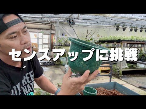 スープさんで買ったオシャレな鉢にカラジウムを植え替え　＃観葉植物＃インテリアグリーン＃ねこチップ