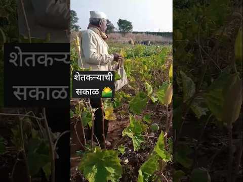 गावाकडचे जीवन #shorts #shortsfeed  #viralreels  #indianfamily #farmar #nature #mornigstatus #