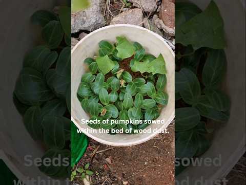 Pumpkin seedlings sowed in the wood dust (S-123) #shorts #youtubeshorts #plants #seed #sapling