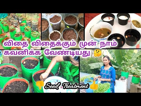 💥Maadi thottam🌱விதை விதைக்கும் முன் விதை நேர்த்தி முக்கியமா🏡How to sow garden seeds👍