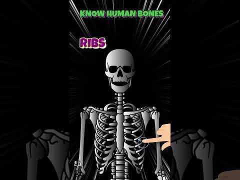 Major Bones in Human Body explained in 40 Seconds