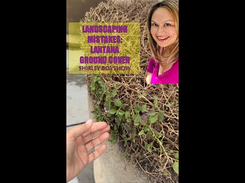 Landscaping Mistakes with Lantana (Ground Cover Plant) Shirley Bovshow (#Gardening Shorts)