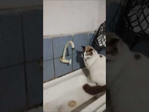 Às vezes esqueço que gatos não falam!🤔🤣🤣