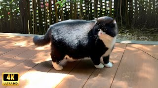 これが猫が最高である理由です