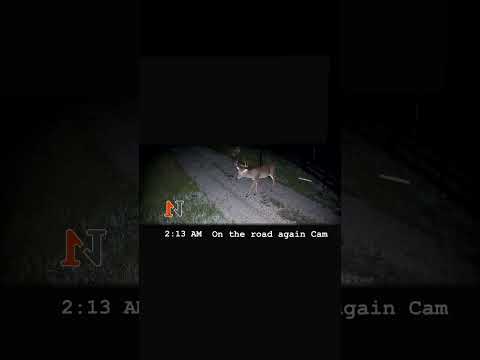 Driveway dweller buck | N1 Outdoors #whitetail #deerhunting #deerseason