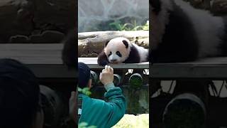 #cuteanimals #cutepanda #panda #adorable #pets #pandababy #fyp