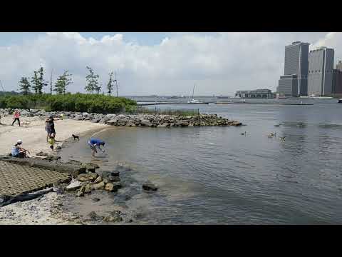 Beach with Ducks - Brooklyn Bridge Park