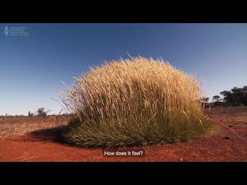 Heal Country! NAIDOC Week 2021 Smiling Mind x NPY Women's Council