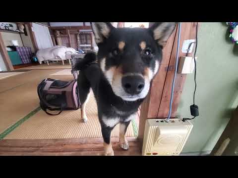 お留守番中の契りを交わす柴犬