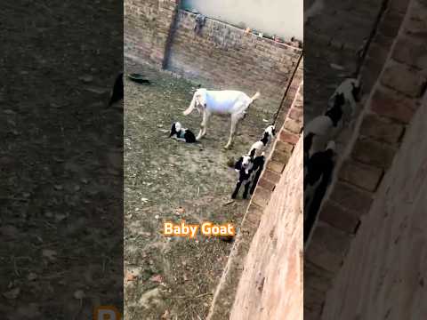 Cutest Baby Goat 🐐🐐🐑🐑🥰❤️#shortsvideo #babygoats #fluterelaxingmusicindian #villagelife