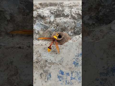 Potter Wasp building mud nest...... #shorts#viral#potterwasp#insect