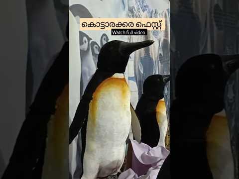 🔴Kottarakara fest #shorts #viral #ytshorts  #youtubeshorts #trending  #shortvideo #fest #short