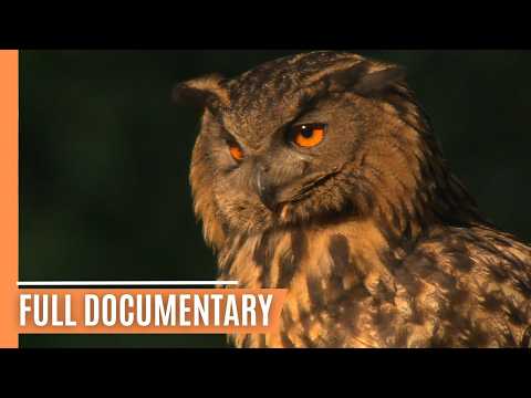 Wolves, Ravens, and Frogs: Truths Behind the Legends | Full Documentary