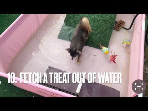 Gracie’s tricks for the DMWYD Olympics Fetch Title! Non traditional fetch tricks