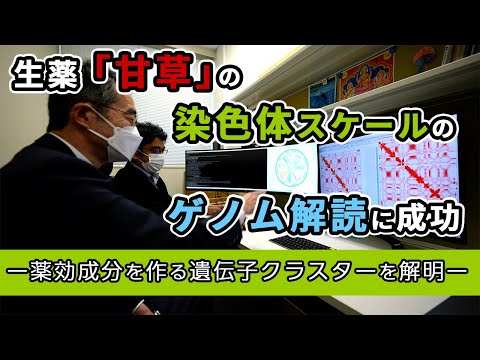 プレスリリース解説 vol.14「生薬「甘草」の染色体スケールのゲノム解読に成功」