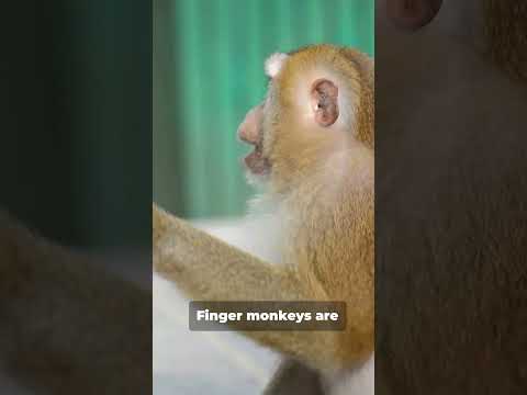 Meet the Adorable Finger Monkey! #animals #wildlife