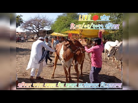 Live 🛑 सौदा दि.०४/०१/२०२५शनिवार//वरवट बकाल बैल बाजार ता.संग्रामपुर जि.बुलढाणा//सुप्रसिद्ध बैल बाजार