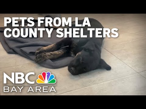 Bay Area shelters take in pets from LA County to help overwhelmed shelters