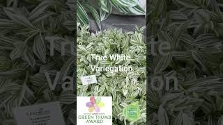 Green Fuse Tradescantia Pistachio White sm #containergardening #gardeningguide #garden #gardening