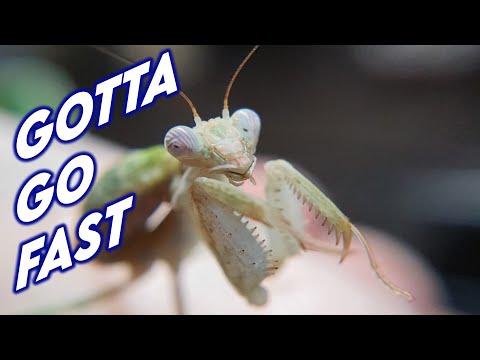 Update on Ghost Mantis communal and other creatures [UPDATE]