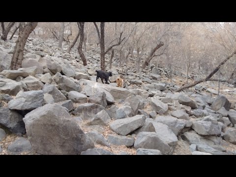 Traditional winter journey in Gilgit-Baltistan as we take our goats to the mountains for grazing!