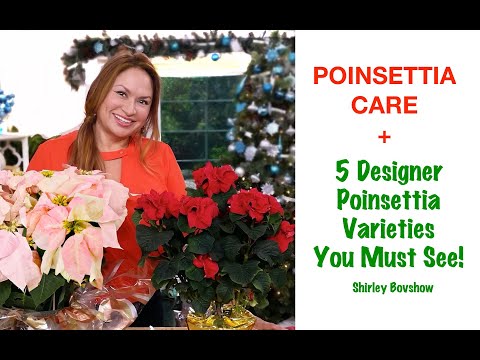 POINSETTIA CARE: 🌿 5 DESIGNER Poinsettia Varieties You MUST SEE!  + Design Ideas by Shirley Bovshow