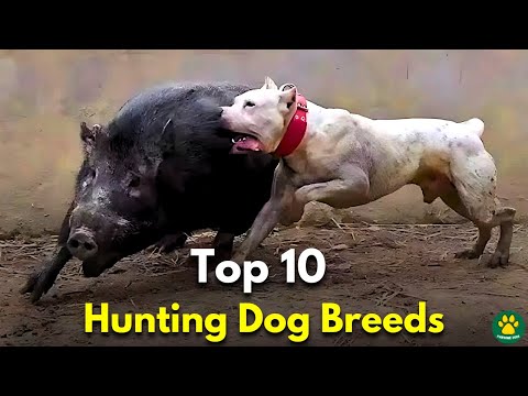 Top 10 Hunting DOG BREEDS in The World!!