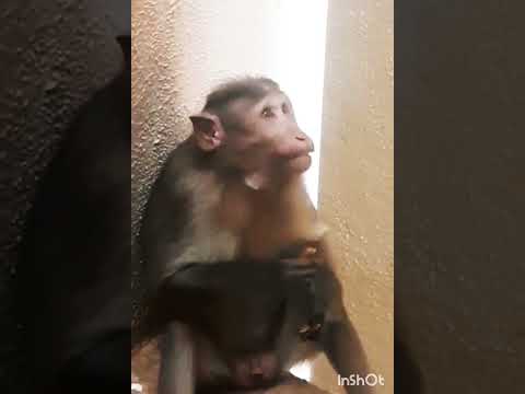 Indian Macaque Monkey  #monkey#macaquemonkey #macaque#urbanmonkey  #trending #funny #monkeyvideo