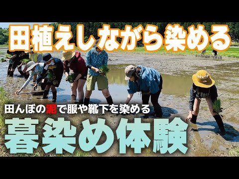 田植えしながら染める、暮染め体験を開催します！